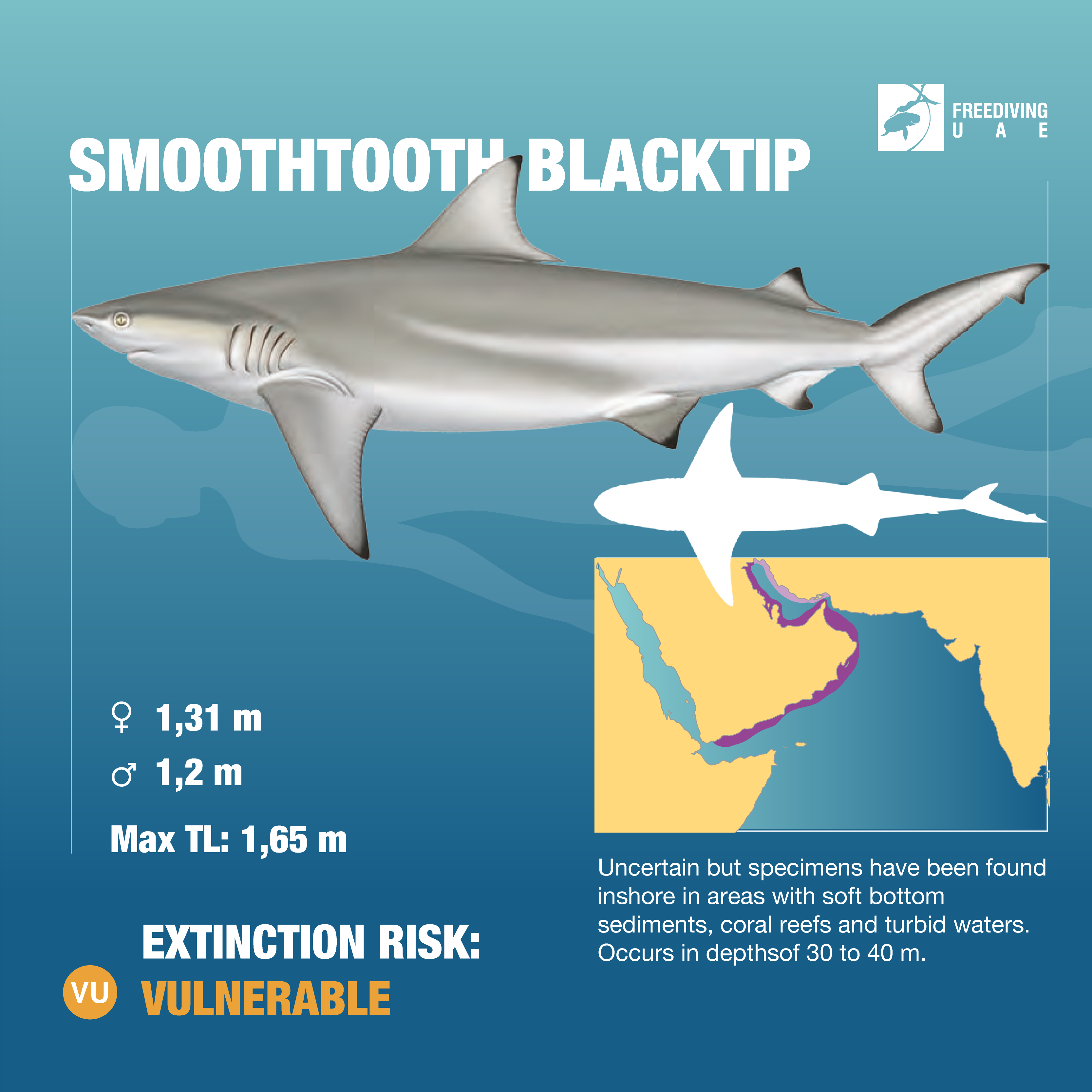 Smoothtooth blacktip - Freediving in United Arab Emirates. Courses, Certificates and Equipment