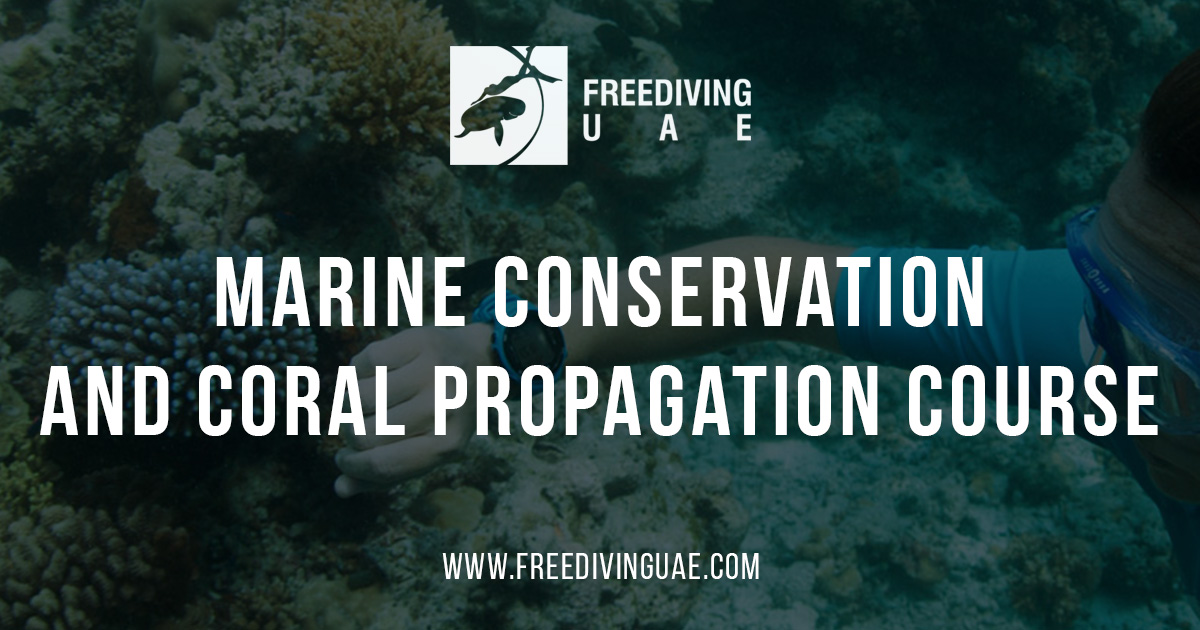 Marine Conservation and Coral Propagation Course - Freediving in United Arab Emirates. Courses, Certificates and Equipment