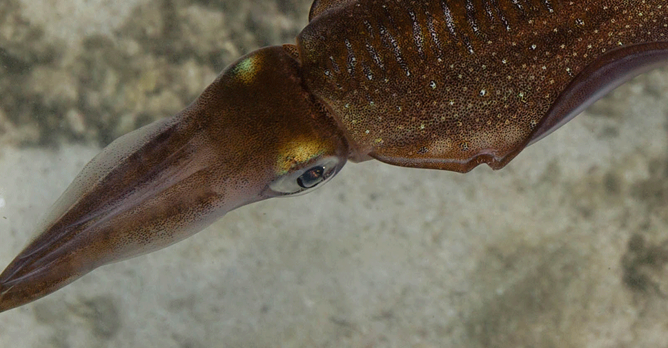 What colours do fish see? - Freediving in United Arab Emirates. Courses, Certificates and Equipment