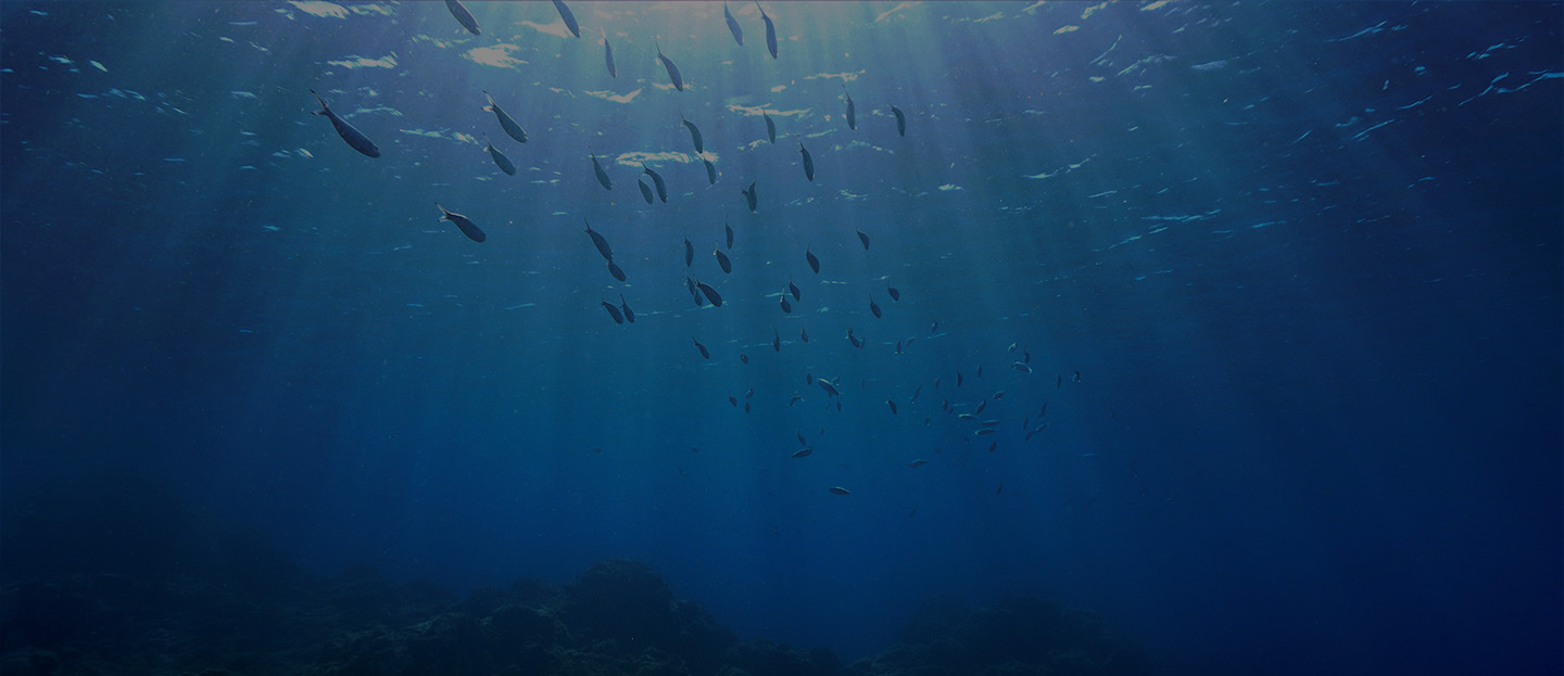 Freediving UAE gallery photo 3