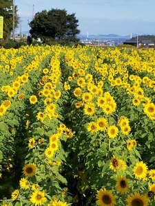 QSLカード画像
