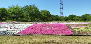 QSLカード画像