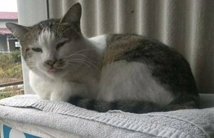 QSLカード画像