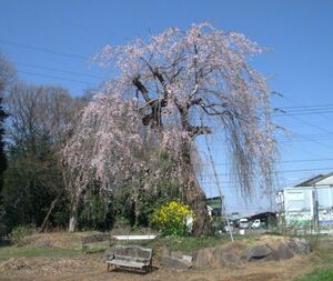 QSLカード画像