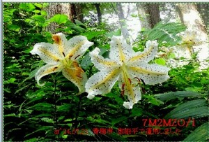 QSLカード画像