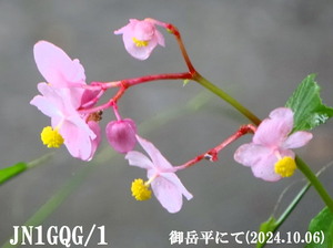 QSLカード画像