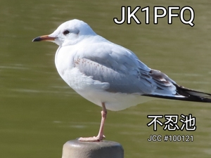 QSLカード画像