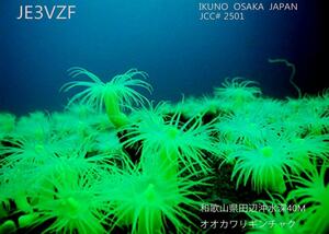 QSLカード画像