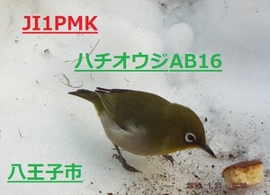 QSLカード画像
