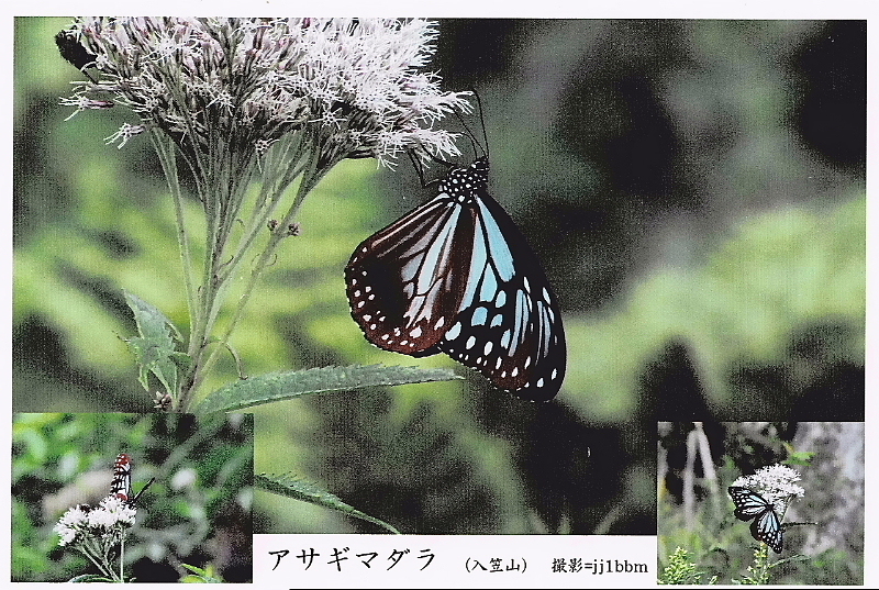 QSLカード画像