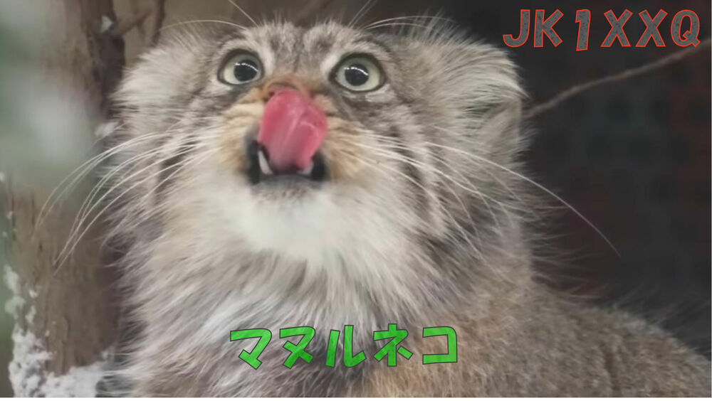 QSLカード画像