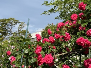 QSLカード画像
