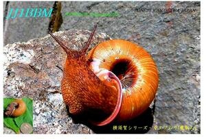 QSLカード画像