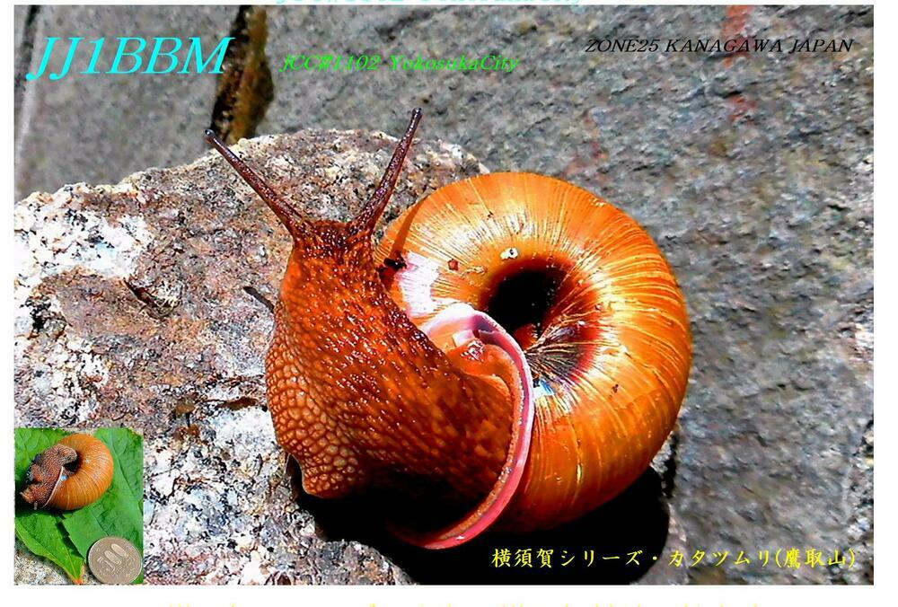 QSLカード画像