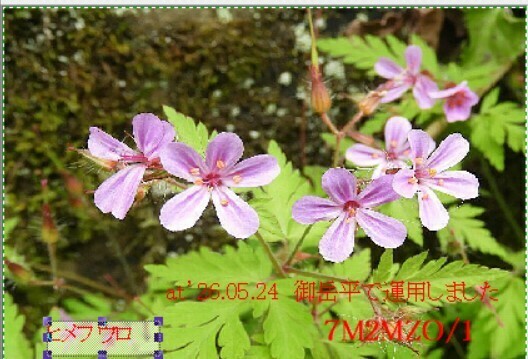 QSLカード画像