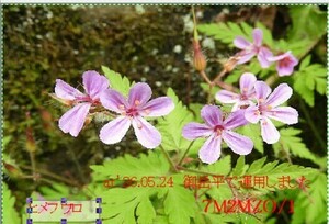 QSLカード画像
