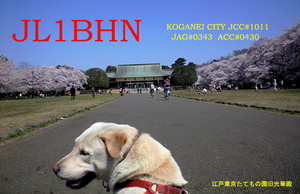 QSLカード画像