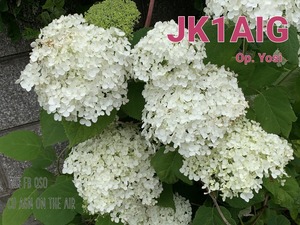 QSLカード画像