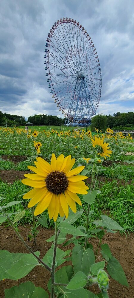 QSLカード画像