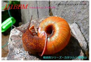 QSLカード画像