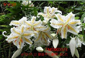 QSLカード画像