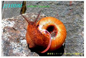 QSLカード画像
