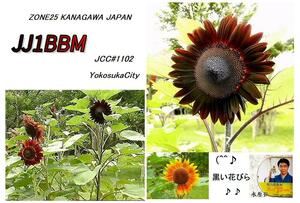 QSLカード画像