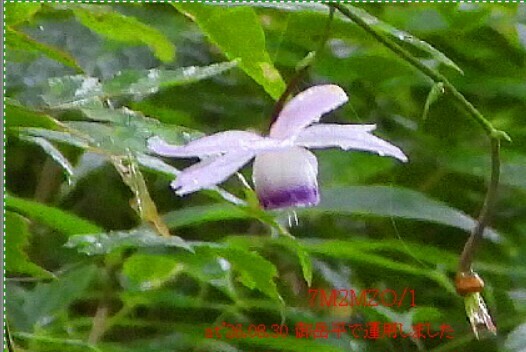 QSLカード画像