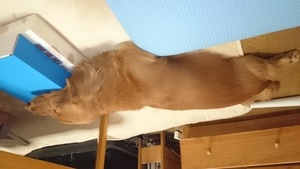QSLカード画像