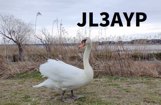 QSLカード画像