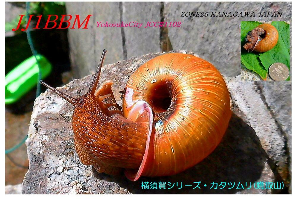 QSLカード画像