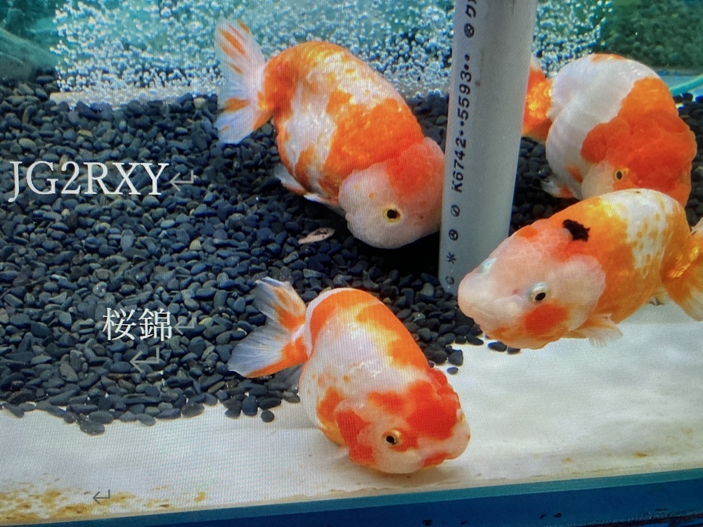 QSLカード画像