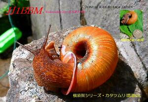 QSLカード画像