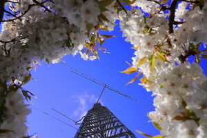 QSLカード画像