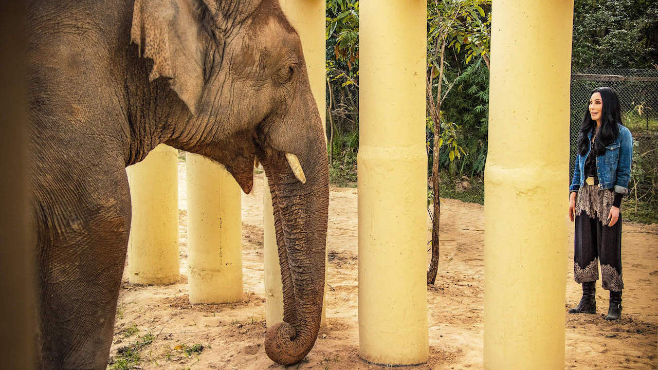 Cher and Kaavan the elephant