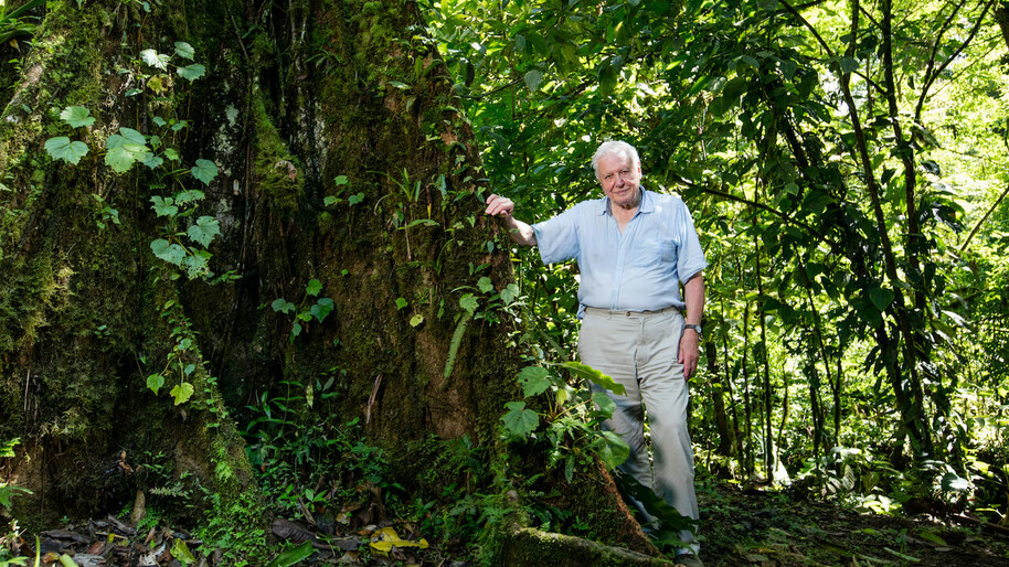 david attenborough by a tree