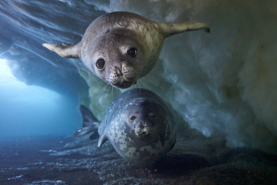 seals swimming underwater in frozen planet ii