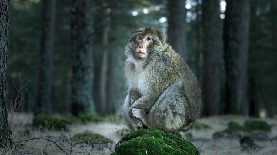 a macaque monkey sitting in the woods