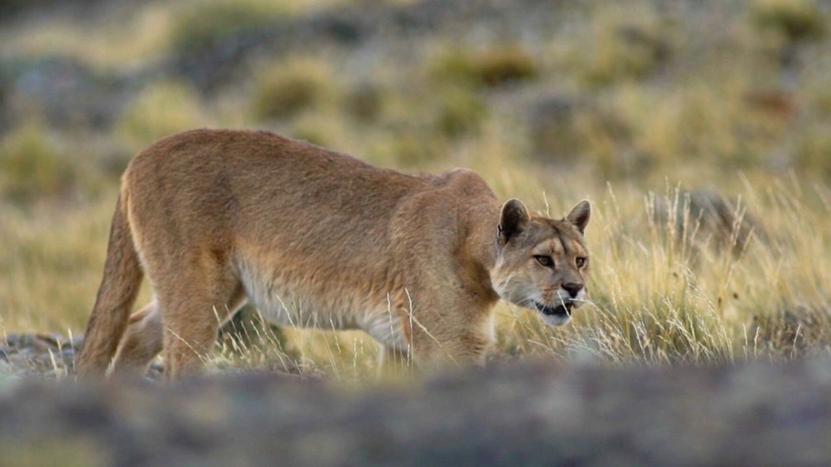 Big cats roaming in the UK