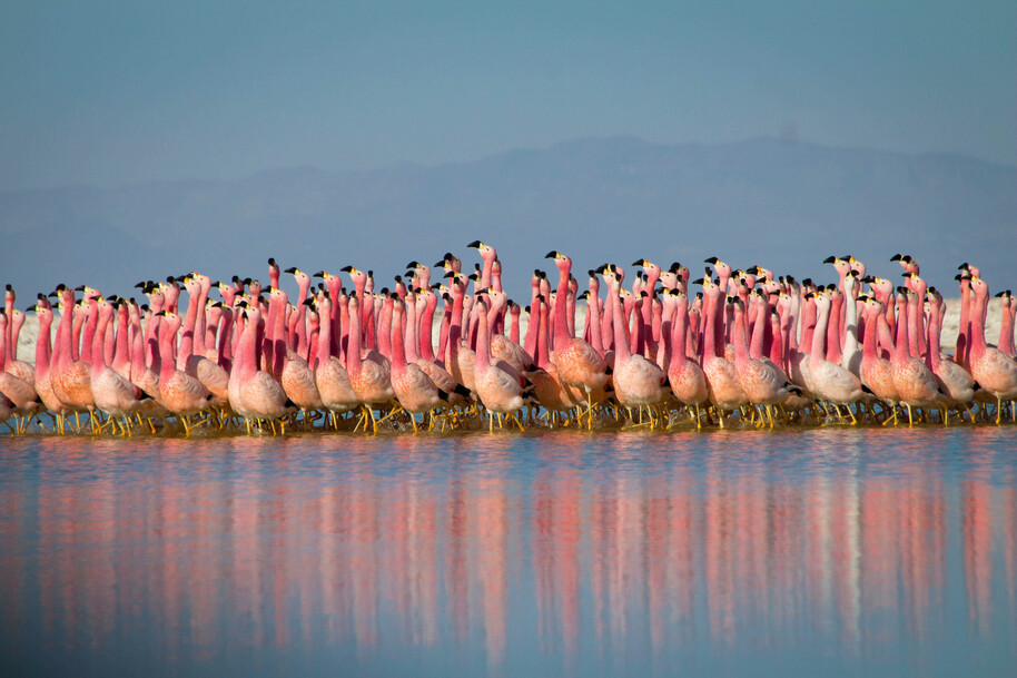 planet earth flamingos