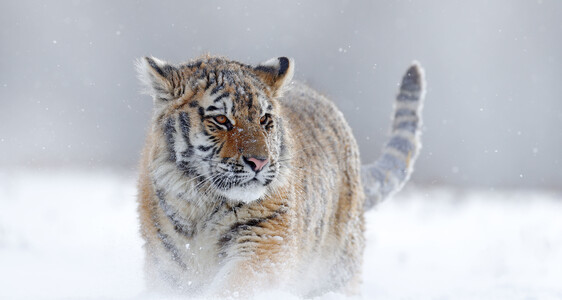 siberian tiger walking through snow in frozen planet ii