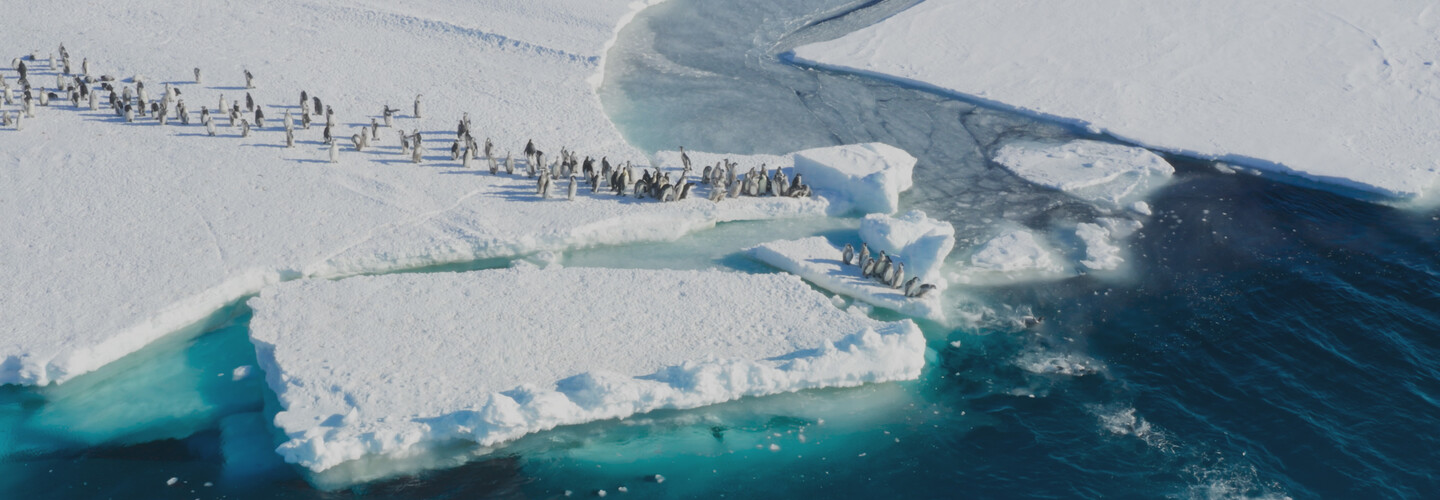 penguins in frozen planet ii