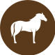 Equine