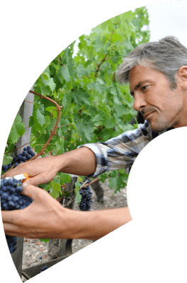 Winemaker gathering grape