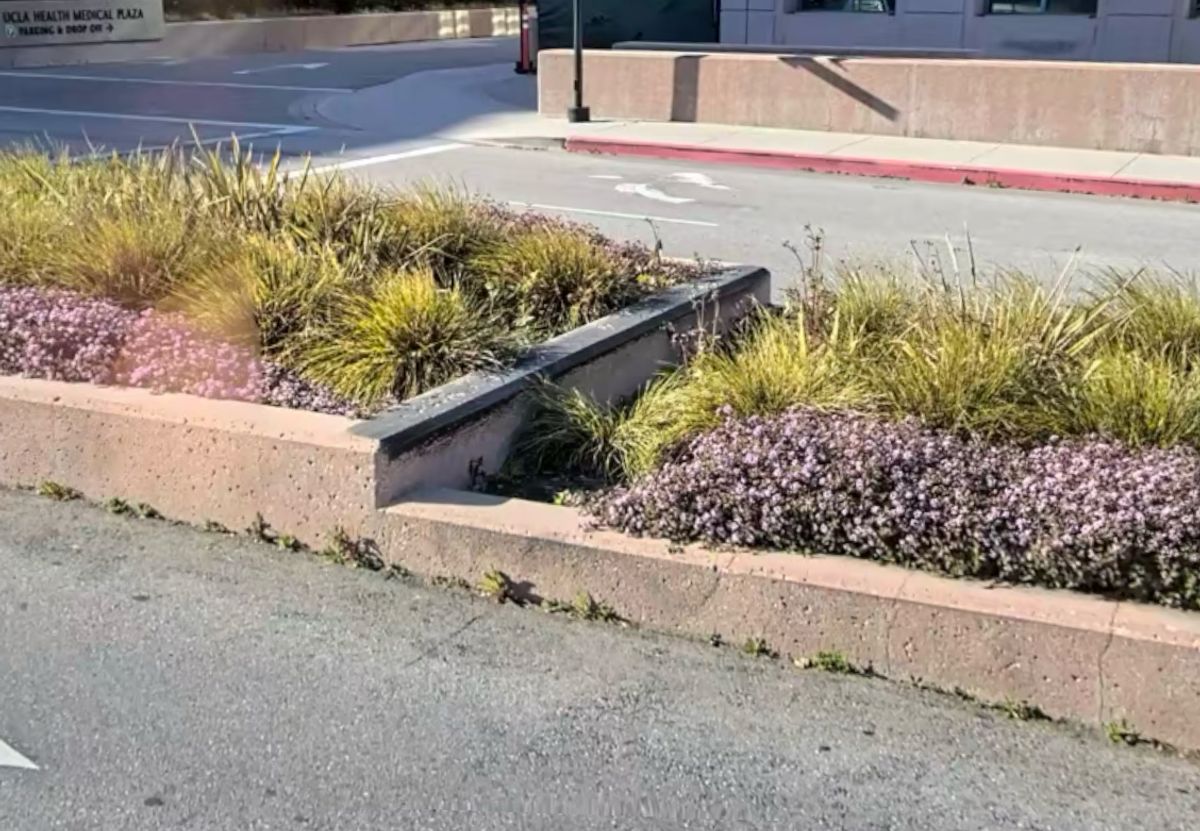 Image for skate spot UCLA - Planter Ledge