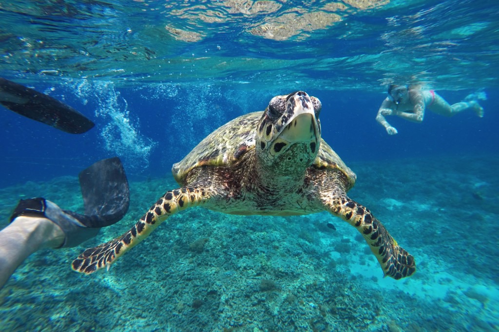 Visit the Turtle Sanctuary