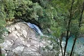 Currumbin rainforest