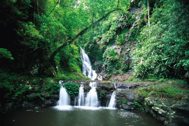 Gondwana Rainforests