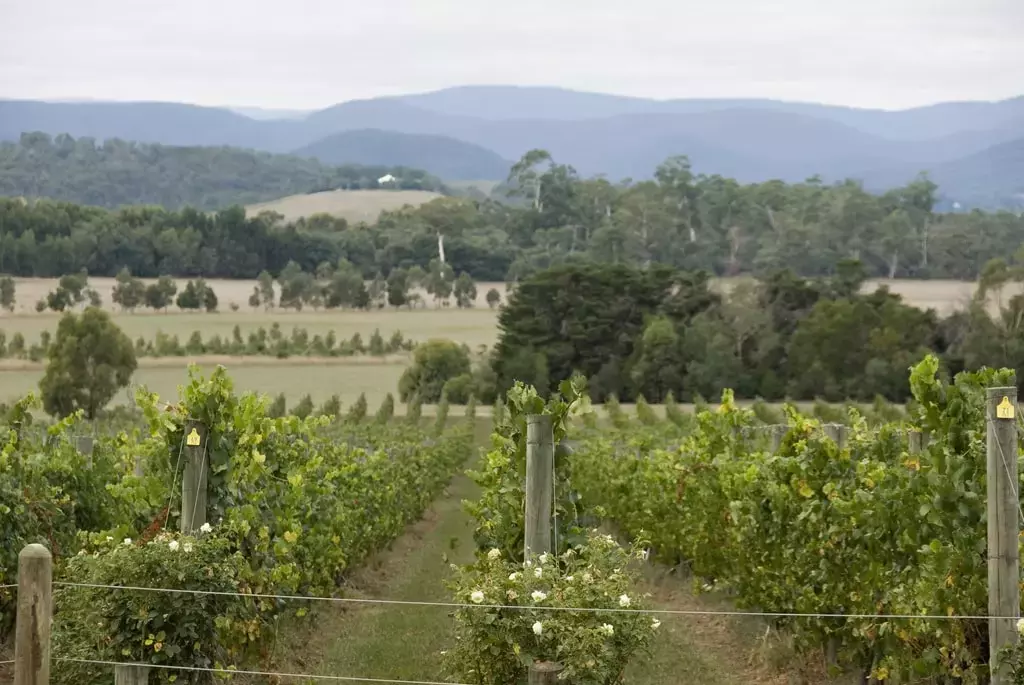 Yarra Valley region