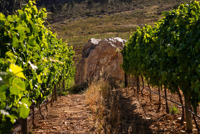 Mont Rochelle – A Luxurious Escape in Franschhoek, 1028